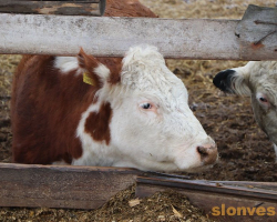 img_3253_novyj-razmer