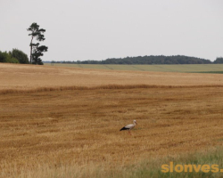 img_7393_novyj-razmer